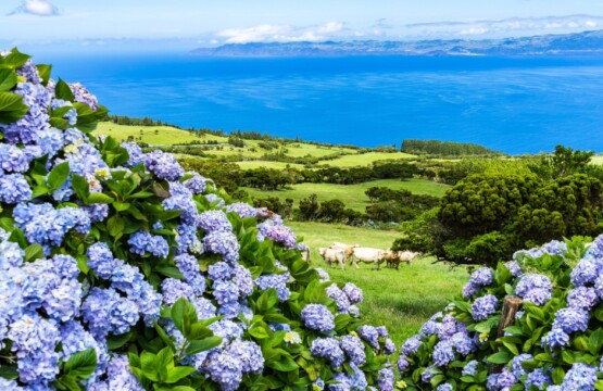 Endemic Species in the Azores