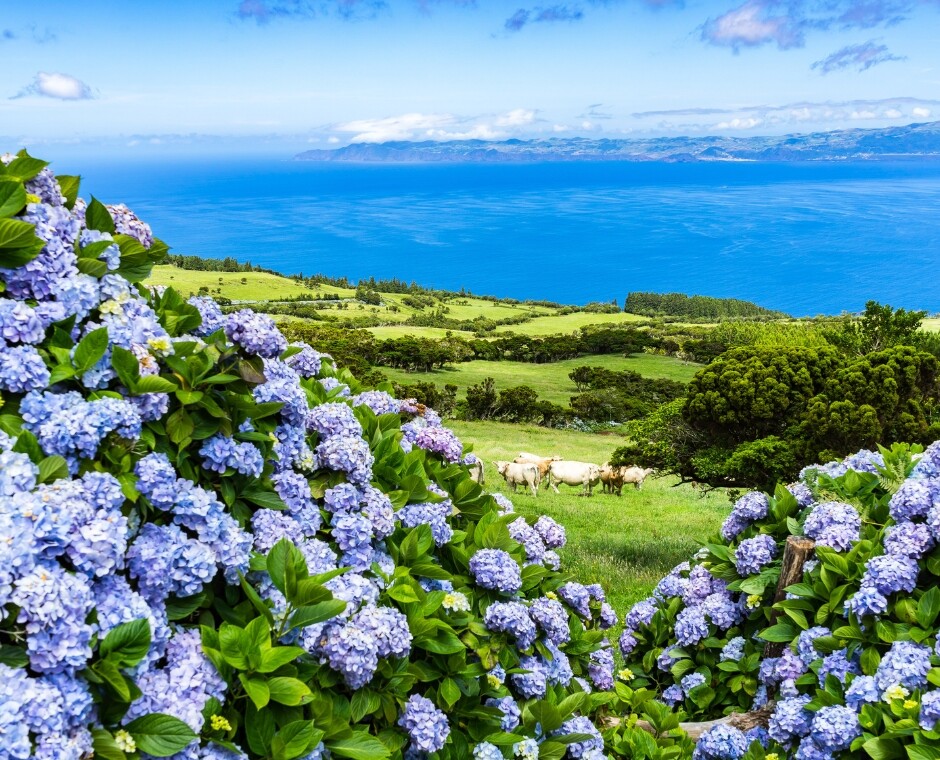 Endemic Species in the Azores