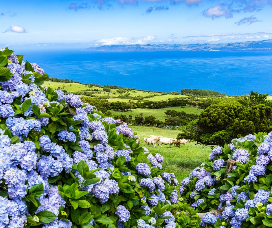 Endemic Species in the Azores