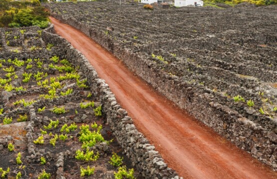 Pico Island Vineyards