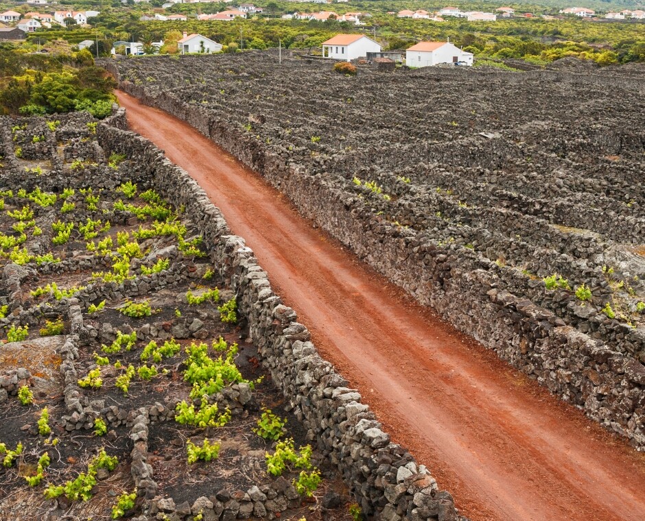 Pico Island Vineyards