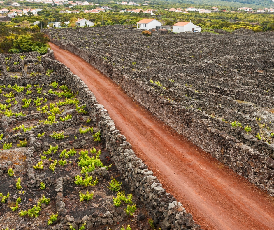 Pico Island Vineyards