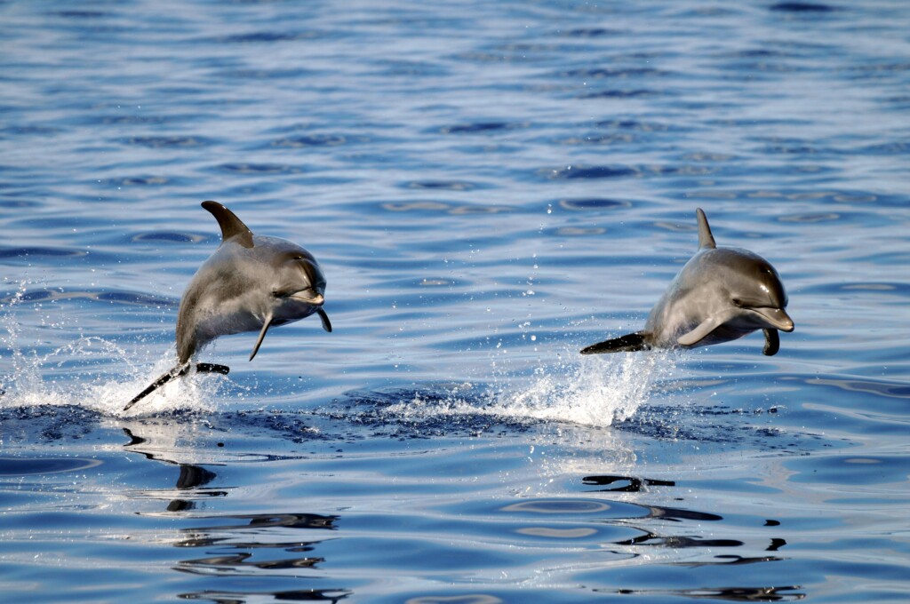 Whale Watching Azores