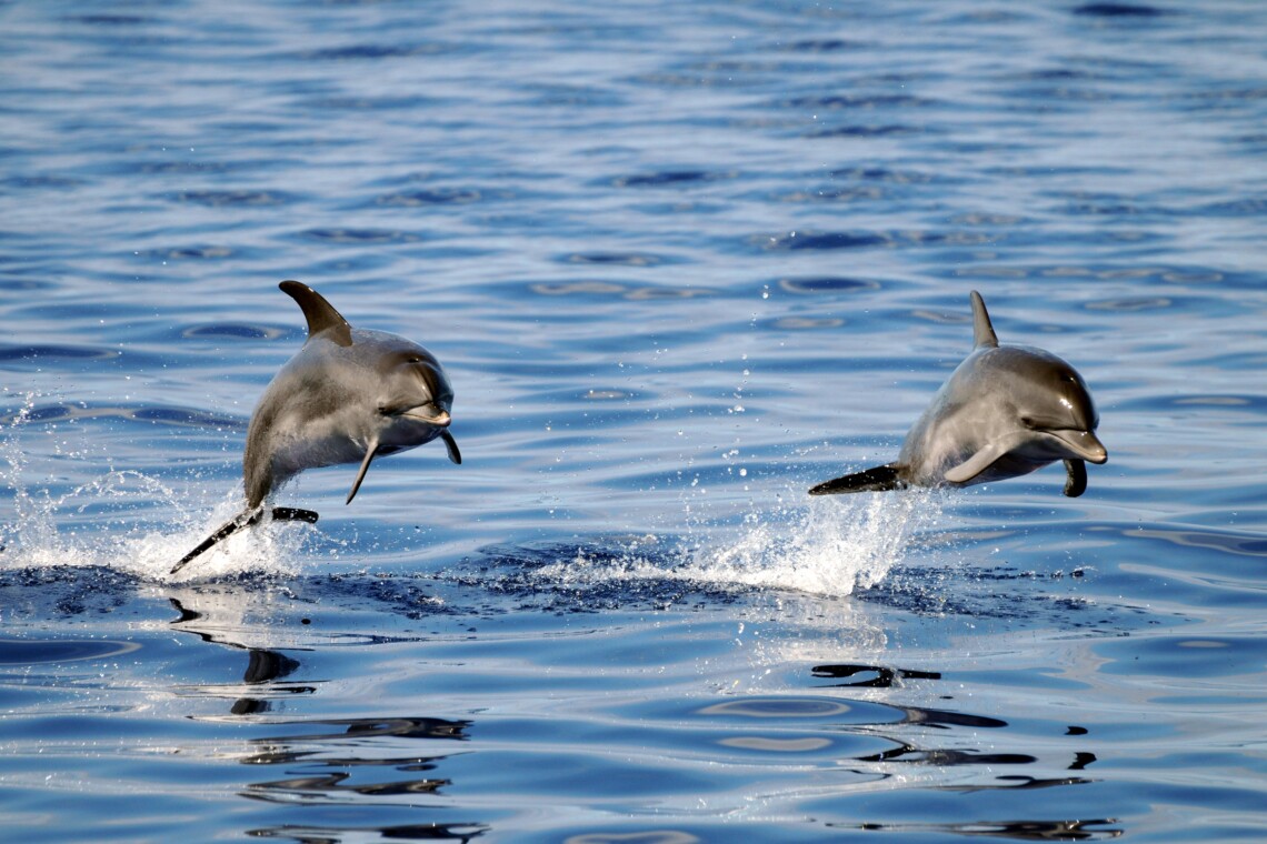 Whale Watching Azores