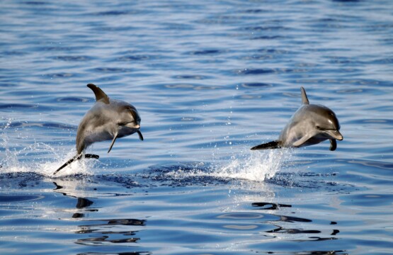 Whale Watching Azores